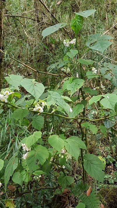 Begonia oaxacana, photographed by anasacuta