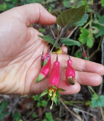 Fuchsia splendens, photographed by anasacuta