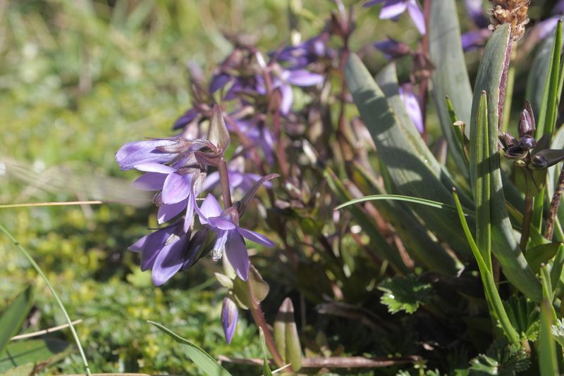 Gentianella rapunculoides, photographed by Nico