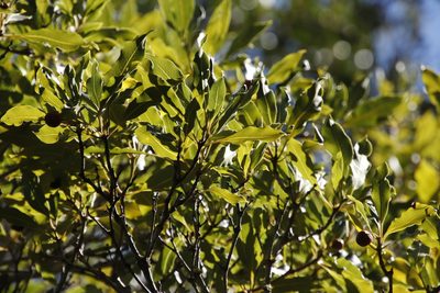 Pittosporum undulatum, photographed by Tony Rebelo