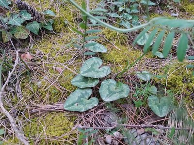 Cyclamen hederifolium, photographed by Vasileia Sef