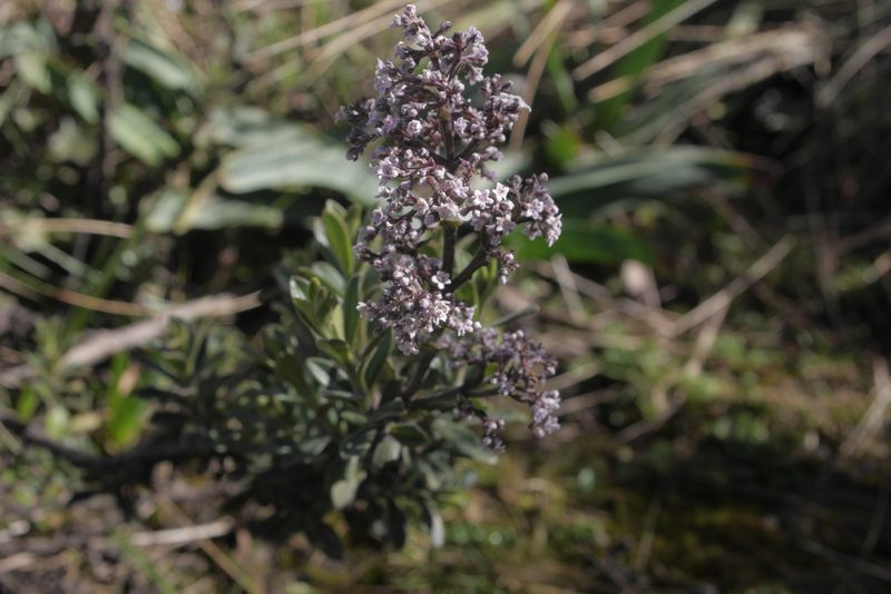 Valeriana microphylla, photographed by Nico