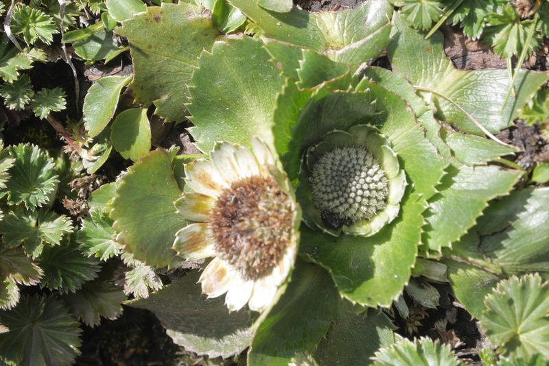 Eryngium humile, photographed by Nico