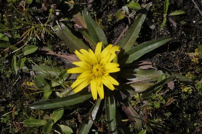 Hypochaeris sessiliflora, photographed by Nico