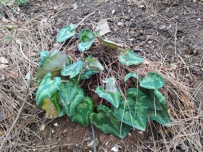 Cyclamen hederifolium, photographed by Vasileia Sef