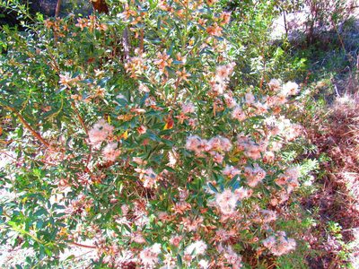 Baccharis heterophylla, photographed by Oscar Alejandro Morales Juárez