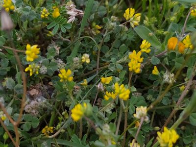 Medicago coronata, photographed by Vasileia Sef