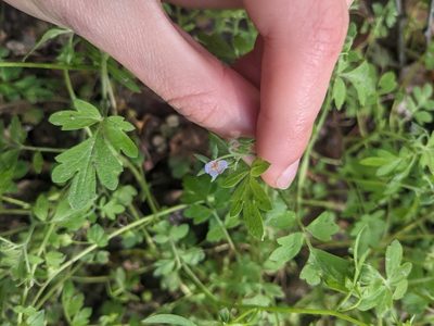 Phacelia covillei, photographed by C Fishtahler
