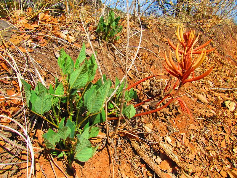 Erythrina leptorhiza, photographed by Oscar Alejandro Morales Juárez