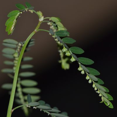 Phyllanthus debilis, photographed by kbkash