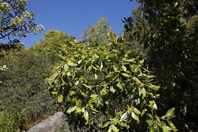Syzygium guineense, photographed by Tony Rebelo