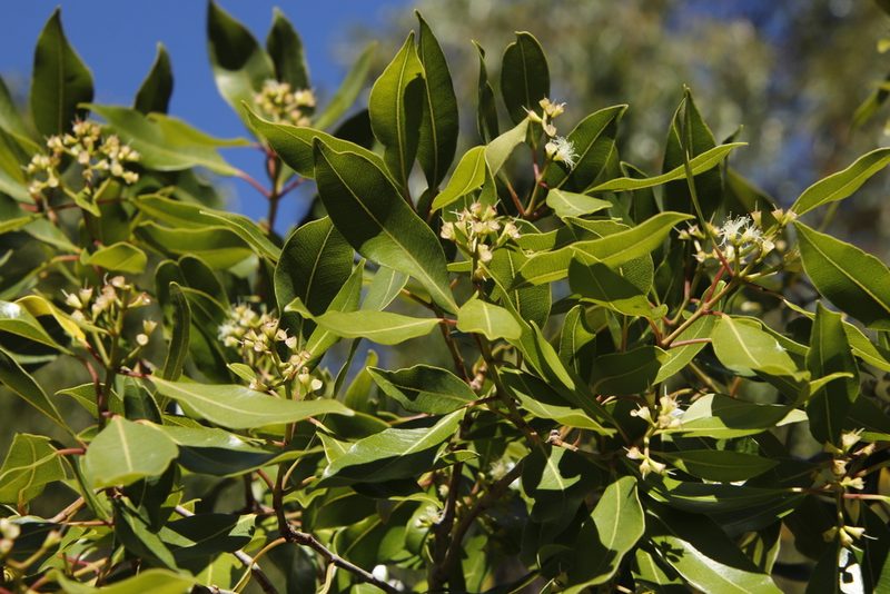 Syzygium guineense, photographed by Tony Rebelo