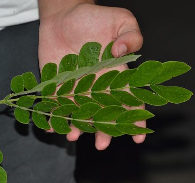 Samanea saman, photographed by kbkash