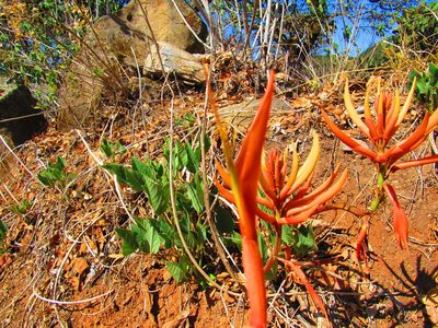 Erythrina leptorhiza, photographed by Oscar Alejandro Morales Juárez
