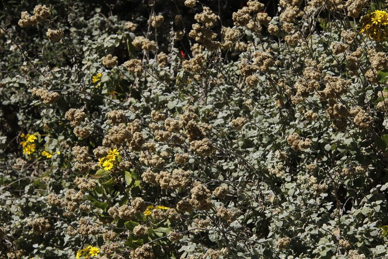 Helichrysum pandurifolium, photographed by Tony Rebelo