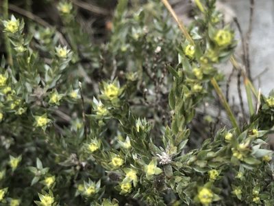 Amphithalea ericifolia, photographed by Caroline Voget