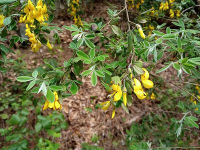 Cytisus villosus, photographed by Josep Gesti