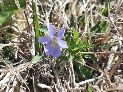 Viola rafinesquei, photographed by florawhite