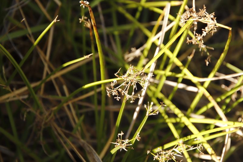 Cyperus denudatus, photographed by Tony Rebelo