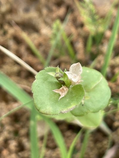 Triodanis lamprosperma, photographed by Evelyn Lazzaretti 🏳️‍⚧️