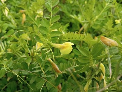 Vicia hybrida, photographed by Josep Gesti