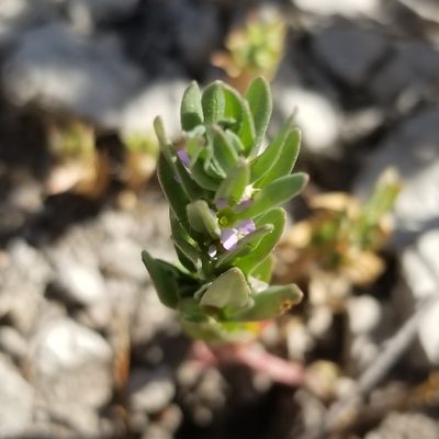 Lythrum hyssopifolia, photographed by James C. Davis