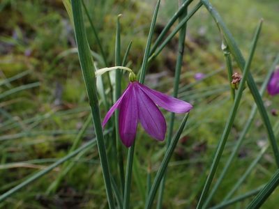 Olsynium douglasii, photographed by Ellyne Geurts