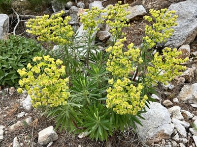 Euphorbia characias, photographed by Bob Walker