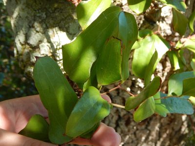 Smilax auriculata, photographed by Ryan Watson