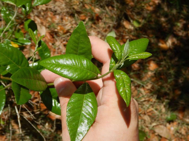 Sideroxylon tenax, photographed by Ryan Watson
