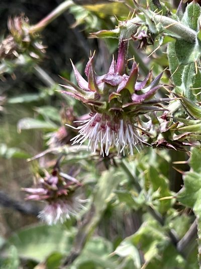 Cirsium fontinale, photographed by Chuck Wilson