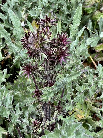 Cirsium fontinale, photographed by Chuck Wilson