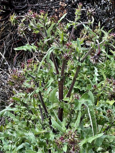 Cirsium fontinale, photographed by Chuck Wilson