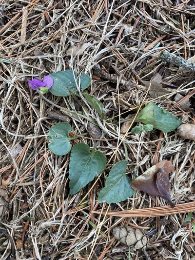 Viola affinis, photographed by Bonnie Semmling