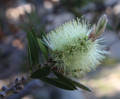 Melaleuca pallida, photographed by John Brew