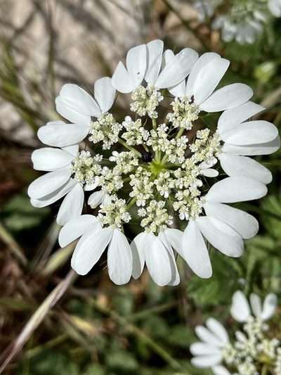 Artedia squamata, photographed by Bob Walker