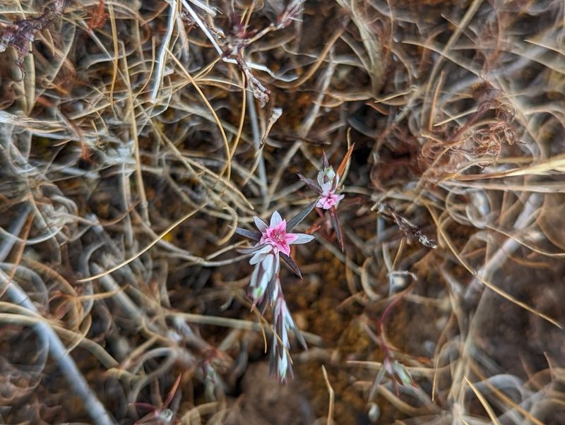 Polygonum bidwelliae, photographed by My-Lan Le