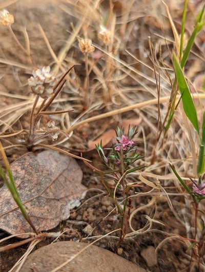Polygonum bidwelliae, photographed by My-Lan Le