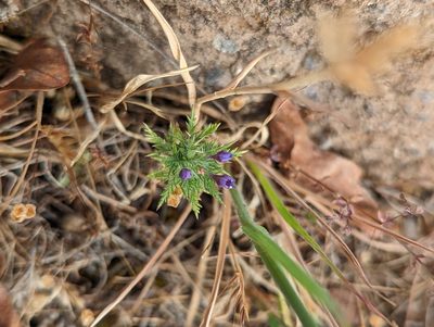 Navarretia pubescens, photographed by My-Lan Le