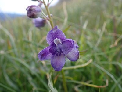 Delphinium menziesii, photographed by Ellyne Geurts