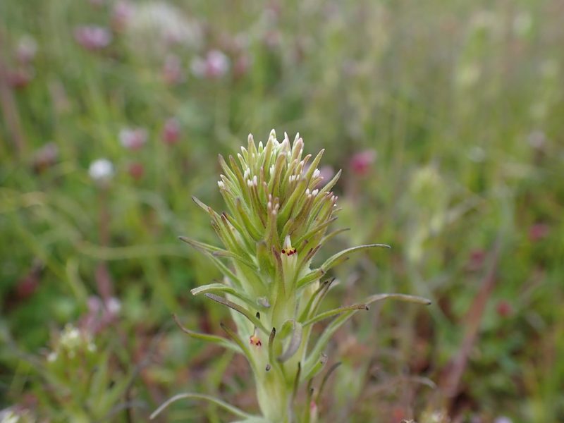 Castilleja attenuata, photographed by Ellyne Geurts