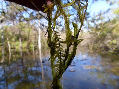 Fontinalis antipyretica, photographed by J Straka