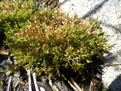 Montia howellii, photographed by J Straka
