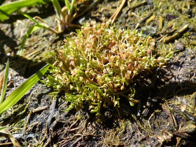 Montia howellii, photographed by J Straka