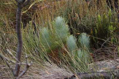 Pinus canariensis, photographed by Tony Rebelo