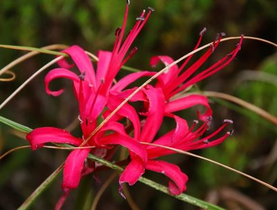 Nerine sarniensis, photographed by Tony Rebelo