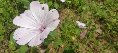 Malva trimestris, photographed by Santiago Martín-Bravo