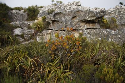 Leucadendron strobilinum, photographed by Tony Rebelo