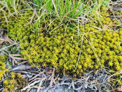 Syntrichia ruralis, photographed by Grzegorz Grzejszczak