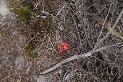 Disa ferruginea, photographed by Tony Rebelo
